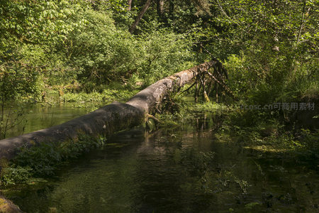 倒木横跨静谧溪流，绿意盎然的森林秘境