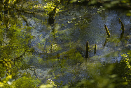 水面倒影与水草交织，如梦似幻的林间水景