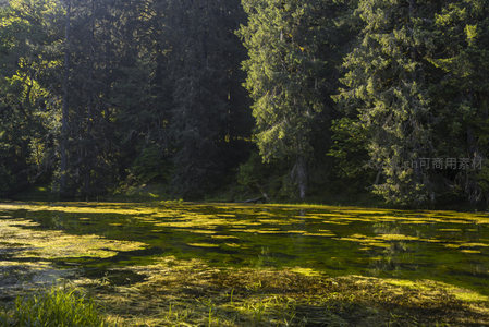 阳光穿透密林洒向湖面，金色涟漪荡漾其间