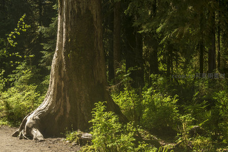 古树盘根错节立于林间，见证岁月沧桑的森林巨人