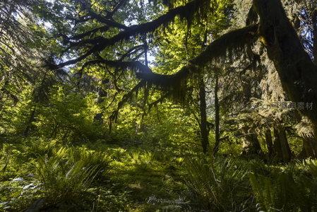 苔藓垂挂巨树枝干，阳光穿透林海洒落绿茵