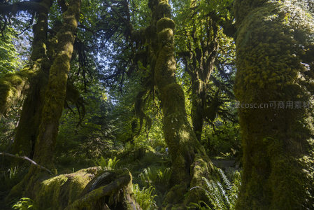 苔藓覆盖的古老森林，阳光穿透树冠