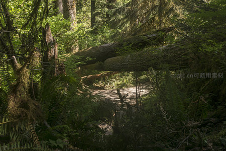 倒木横跨林间小径，绿意盎然