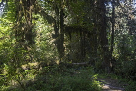 阳光洒落森林深处，苔藓垂挂如帘