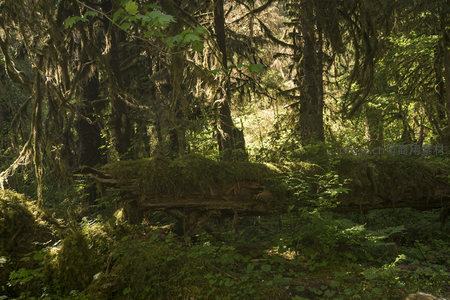 腐木覆满青苔，静卧林间显沧桑
