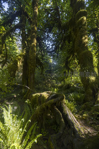 苔藓覆盖的古老森林秘境