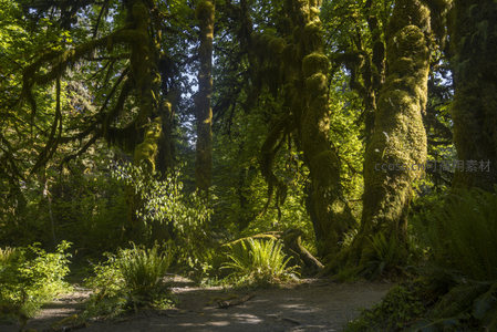 林间小径通幽处绿意盎然