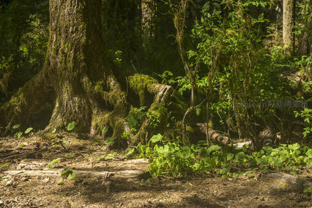 树根与绿叶交织的林地角落