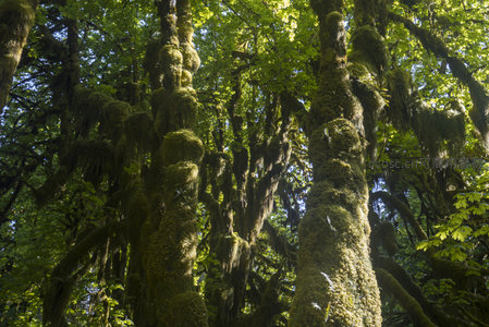 仰望苔藓垂挂的森林树冠