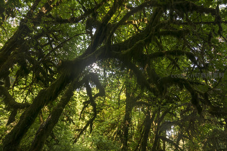 阳光穿透苔藓覆盖的古老森林树冠