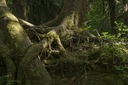盘根错节的古树根系被青苔温柔包裹