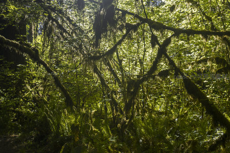 晨光中的雨林枝干挂满垂坠苔藓