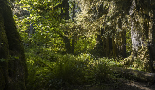 幽深林间小径旁蕨类与巨树共生