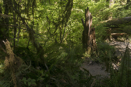 朽木与蕨丛中的森林小径通向幽深