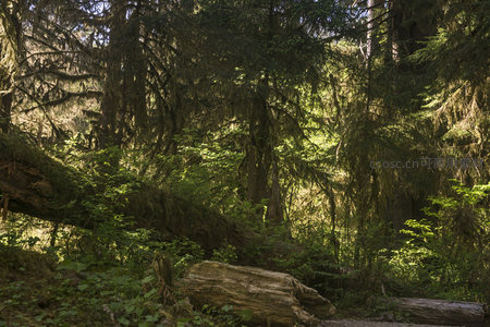 阳光穿透苔藓覆盖的古老森林
