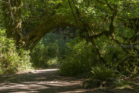 绿意盎然的森林小径与拱形树冠