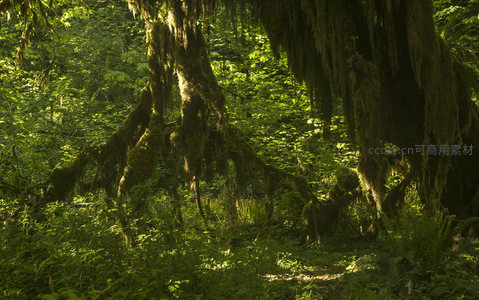 巨树根系缠绕苔藓如垂帘般壮观