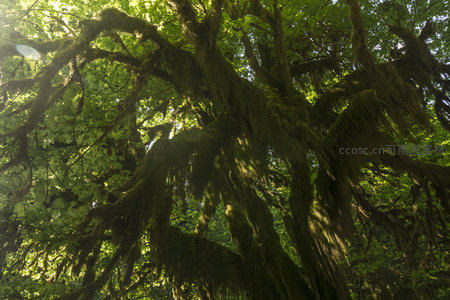仰拍视角下的苍劲古树枝干与苔藓
