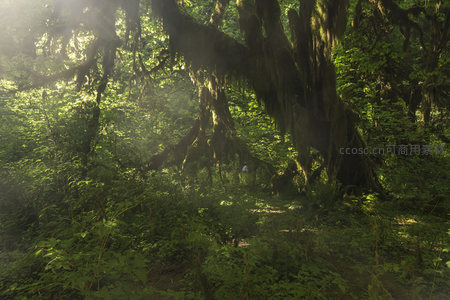晨雾森林中光影交织的秘境之路