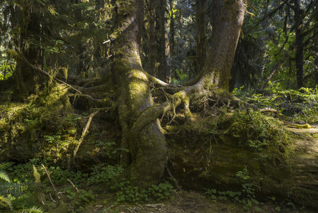 苔藓覆盖的森林巨树根系特写