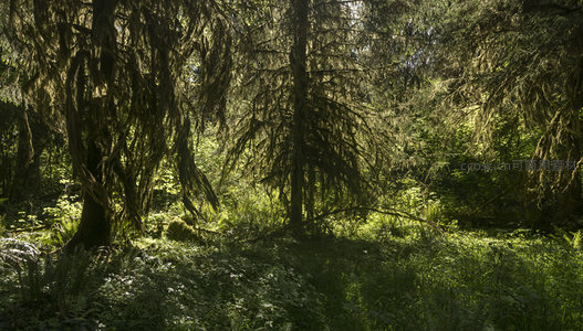 阳光穿透林间苔藓森林秘境