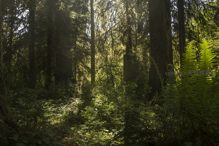 晨曦中的森林蕨类与高大乔木
