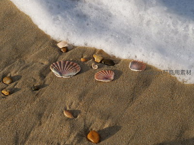 海浪边缘散落的贝壳与小石子