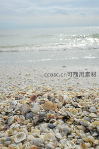贝壳铺满海岸，海洋的馈赠静待拾取