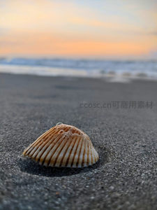 夕阳下沙滩上的贝壳特写
