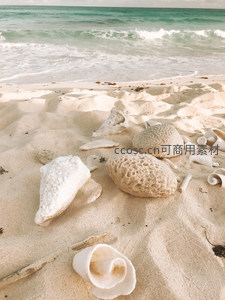 阳光沙滩上的贝壳群落