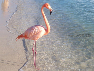 粉红火烈鸟漫步浅滩，优雅如画