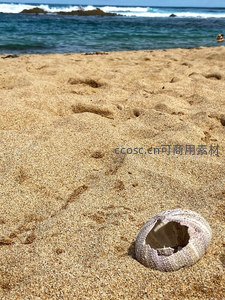 沙滩上的海胆壳与远海波涛