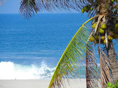 椰林树影下的蔚蓝海洋与洁白浪花
