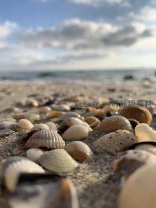 微距镜头聚焦沙滩贝壳，细数时光印记