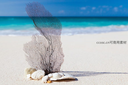 黑珊瑚与贝壳在洁白沙滩上的艺术组合