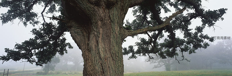 晨雾中的古老橡树全景
