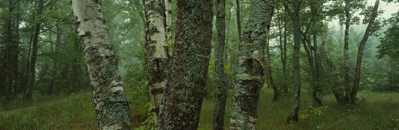 白桦林间青苔斑驳雾霭