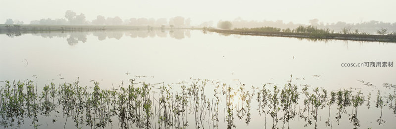 薄雾笼罩的湿地水田与倒影