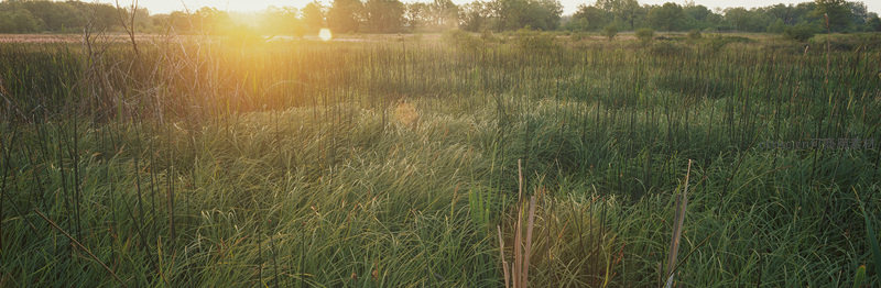 夕阳洒落湿地芦苇丛，金光闪闪