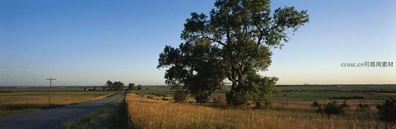 乡间小路旁大树矗立，田野辽阔