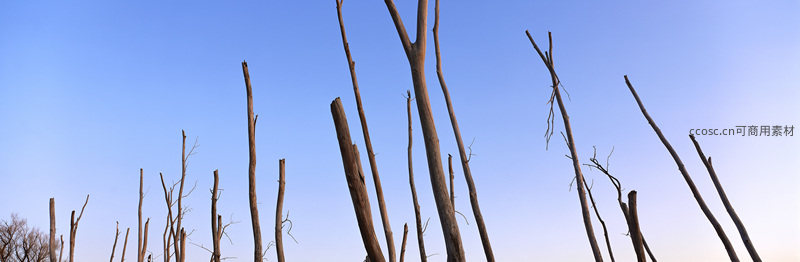 枯枝直指蓝天，苍凉孤寂之美