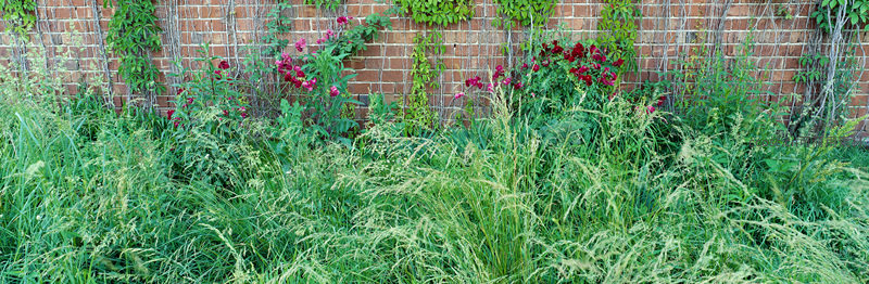 砖墙藤蔓与野花共生