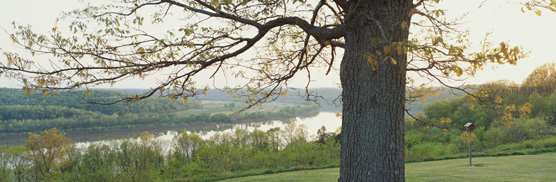 大树枝影下河谷晨光如画
