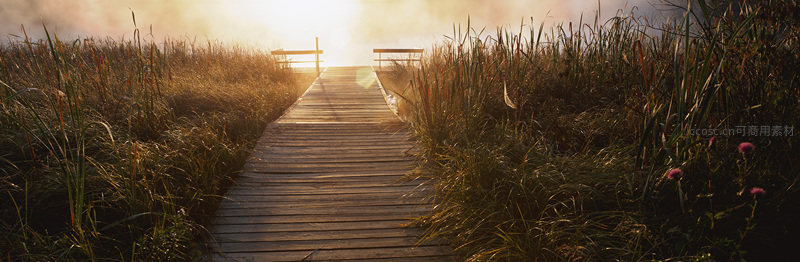 晨雾弥漫芦苇丛，木栈道通向金色日出