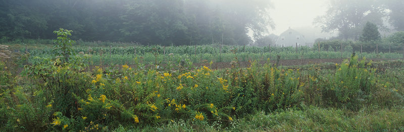 薄雾笼罩田园景，农舍隐现菜畦旁
