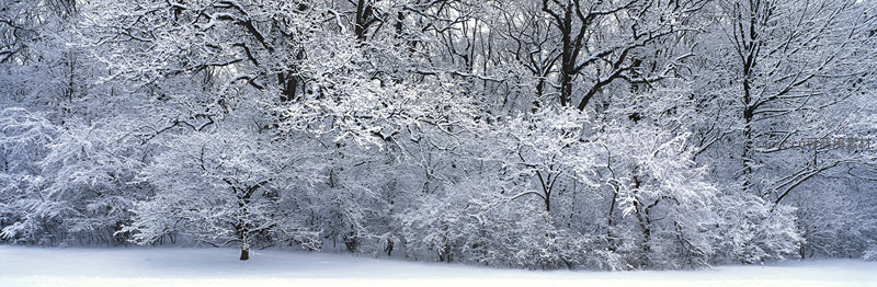 雪覆森林静谧如画