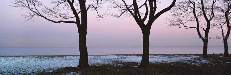 暮色湖畔孤树剪影