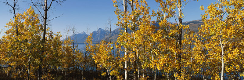 金秋白杨映山湖