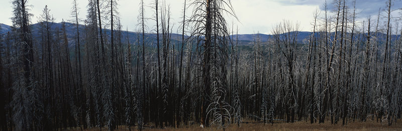 焦黑森林与远山的苍凉景象
