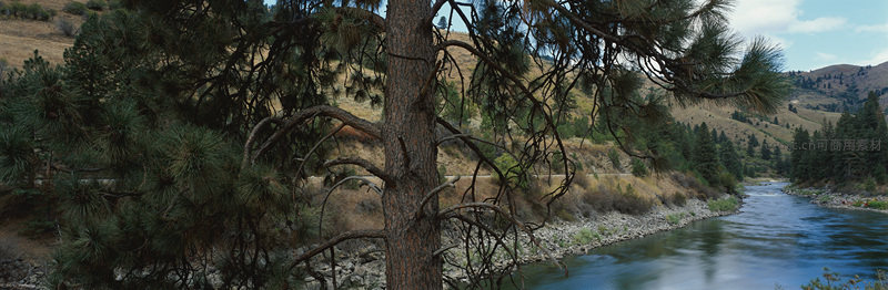 松树下的宁静河谷风光